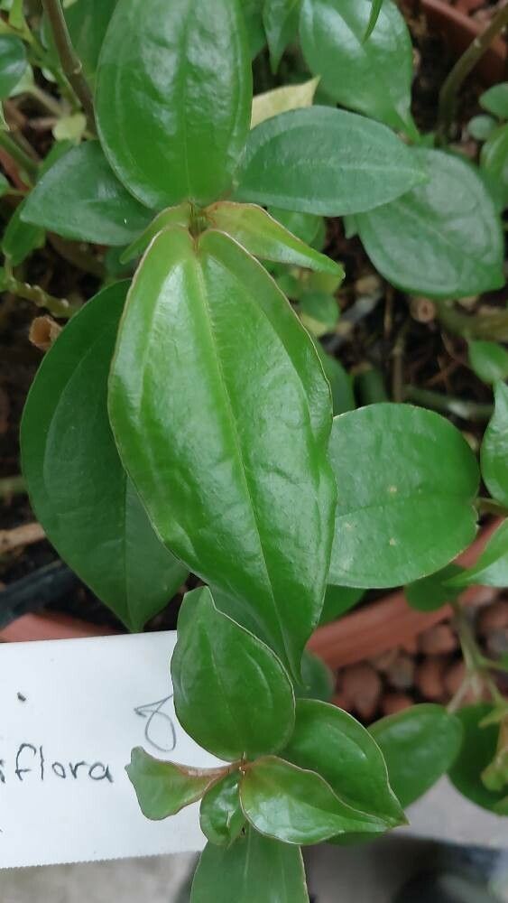 Pilea plataniflora leaf
