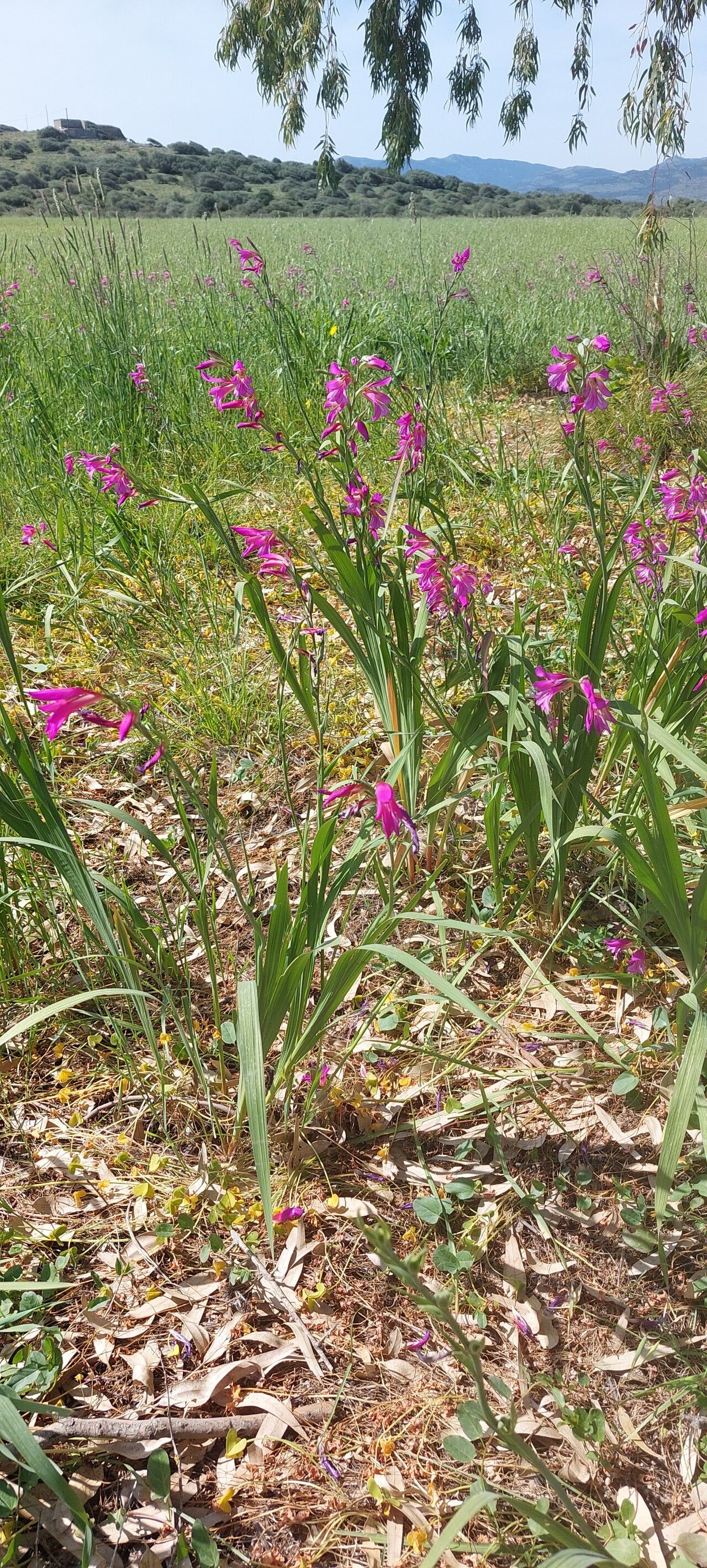 Gladiolus × byzantinus habit