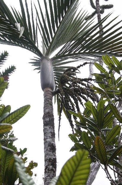 Basselinia porphyrea habit