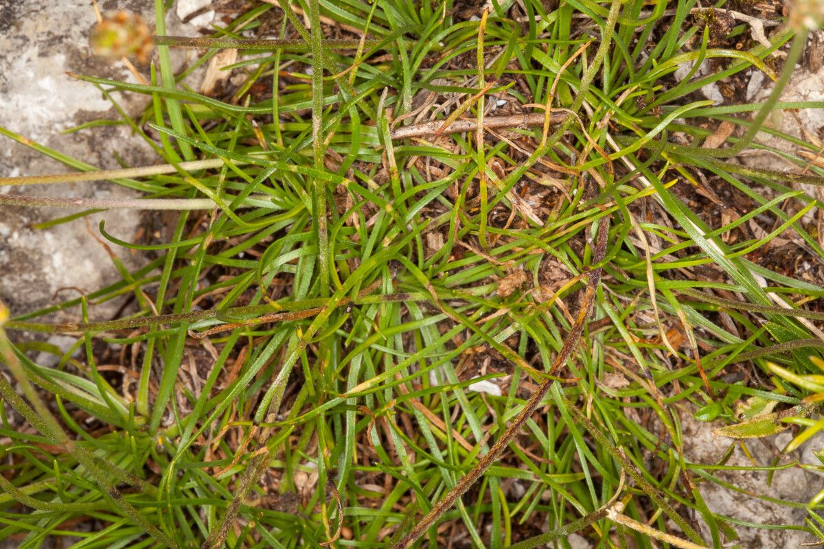 Plantago holosteum — search result for 'Plantago'