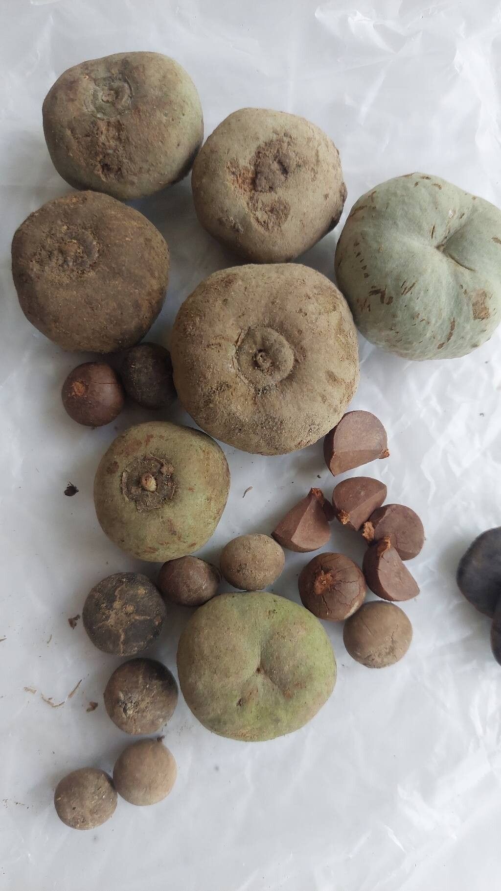 Styrax benzoin fruit