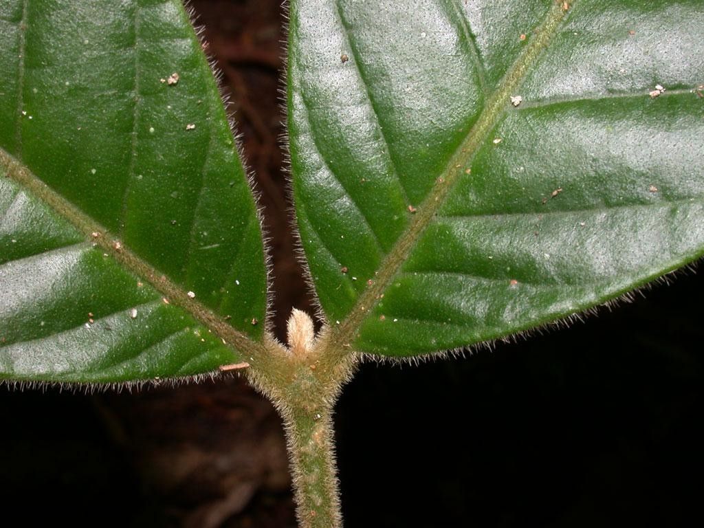 Guarea pilosa leaf