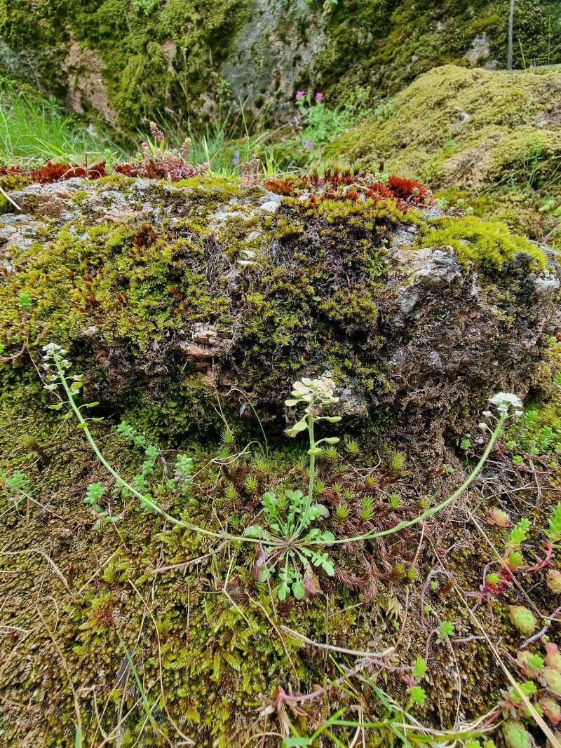 Teesdalia nudicaulis habit