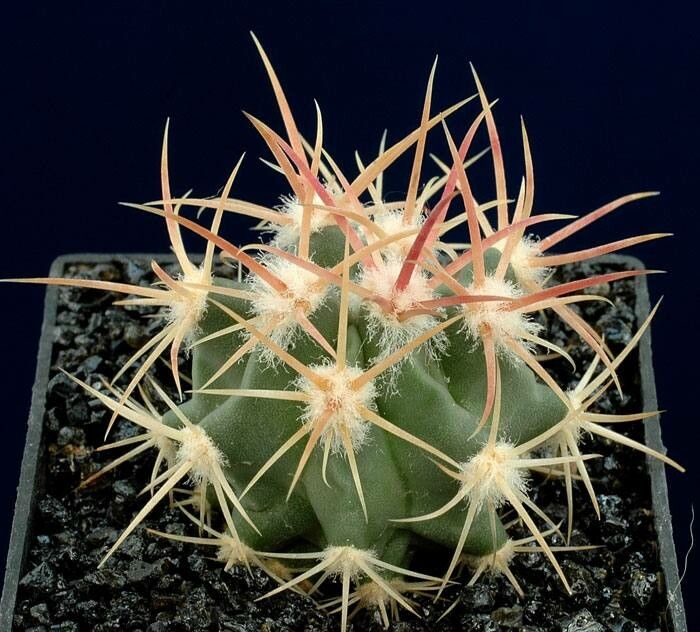 Echinocactus polycephalus leaf