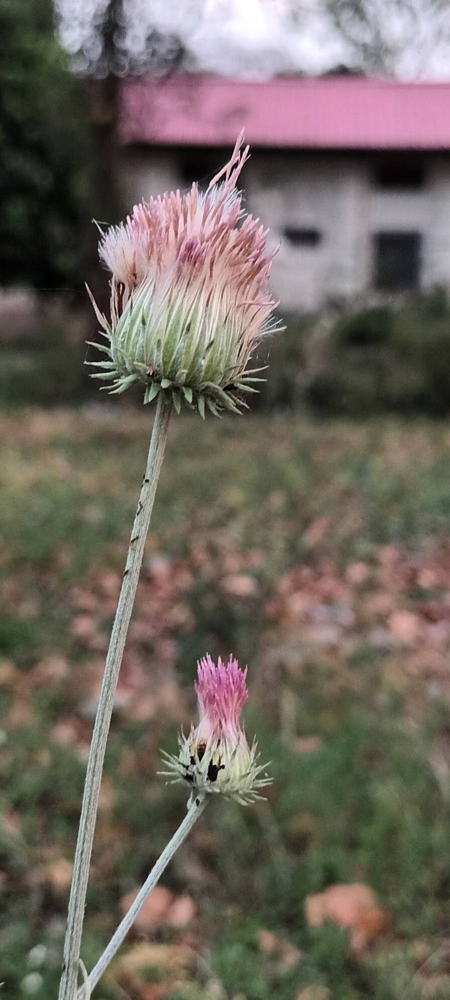 Jurinea heteromalla — houseplant care guide