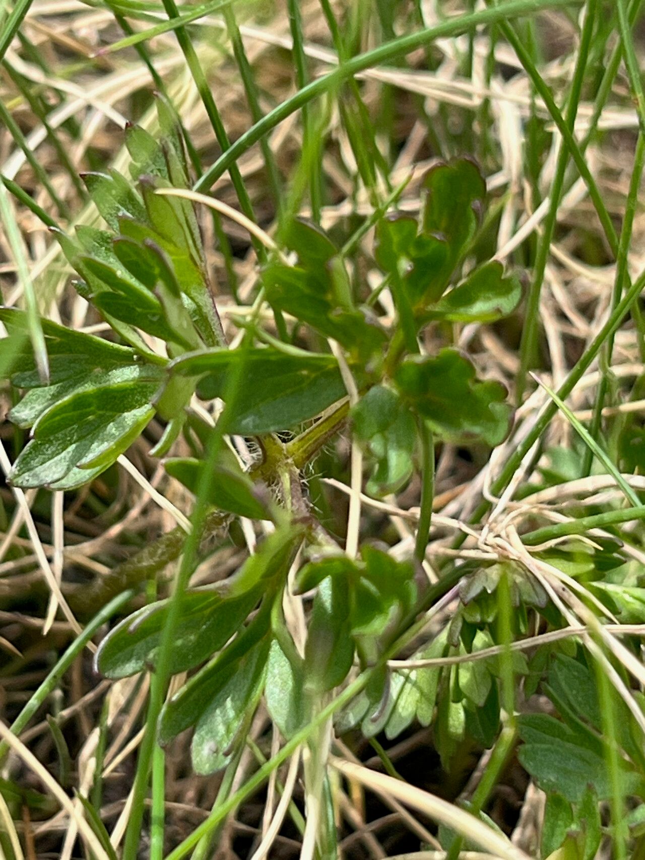Anemonoides baldensis leaf