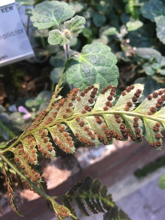 Arachniodes simplicior flower