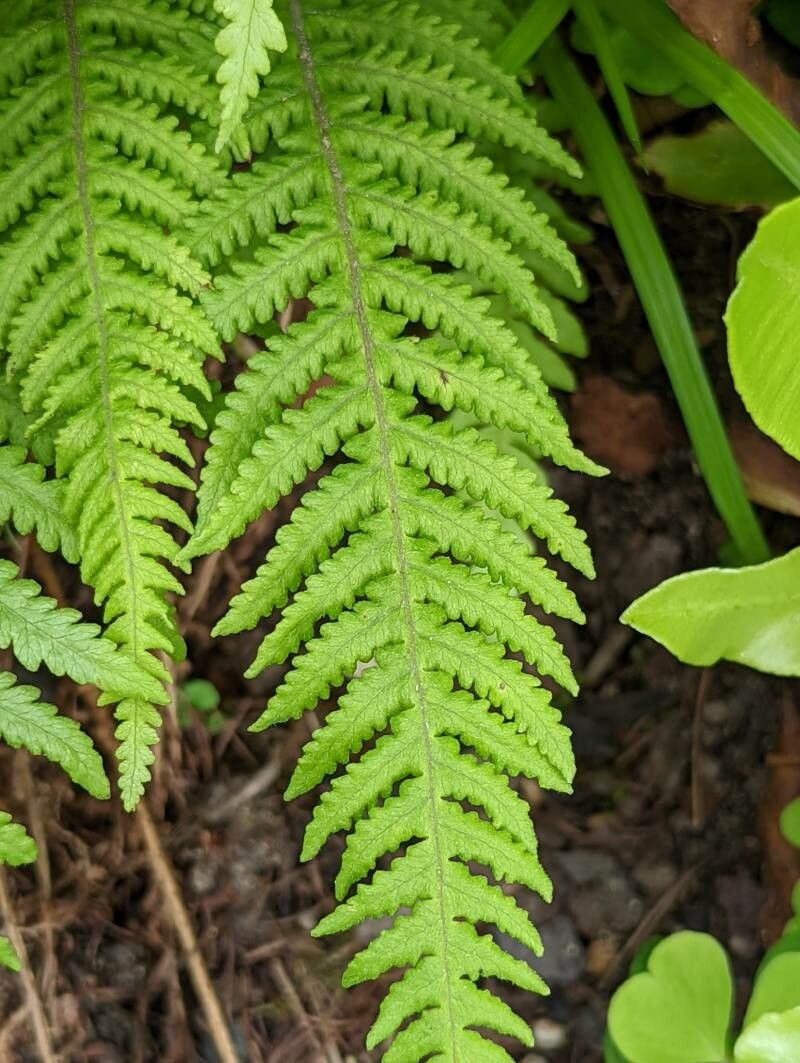 Phegopteris decursive-pinnata — related species from the same genus