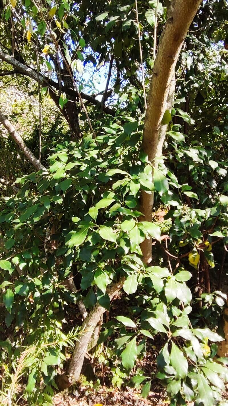 Pittosporum brevicalyx — search result for 'Pittosporum'