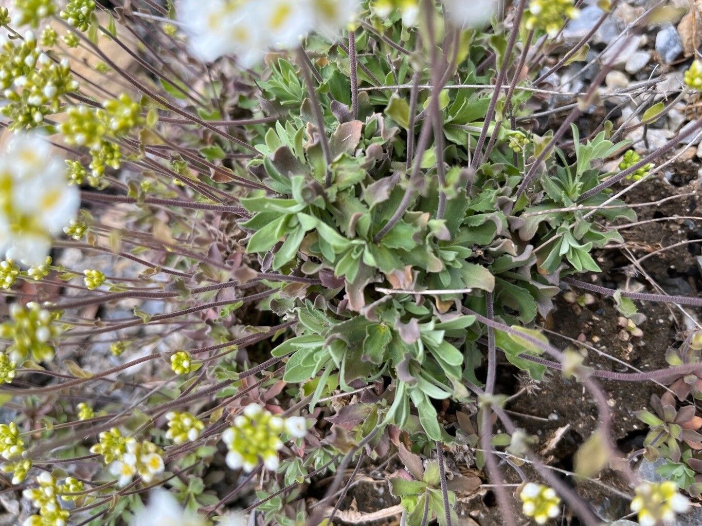 Draba doerfleri — houseplant care guide