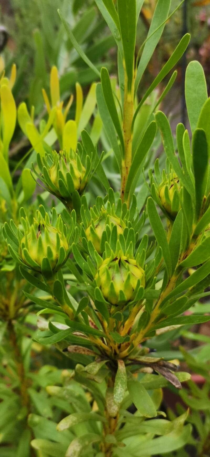 Aulax umbellata flower
