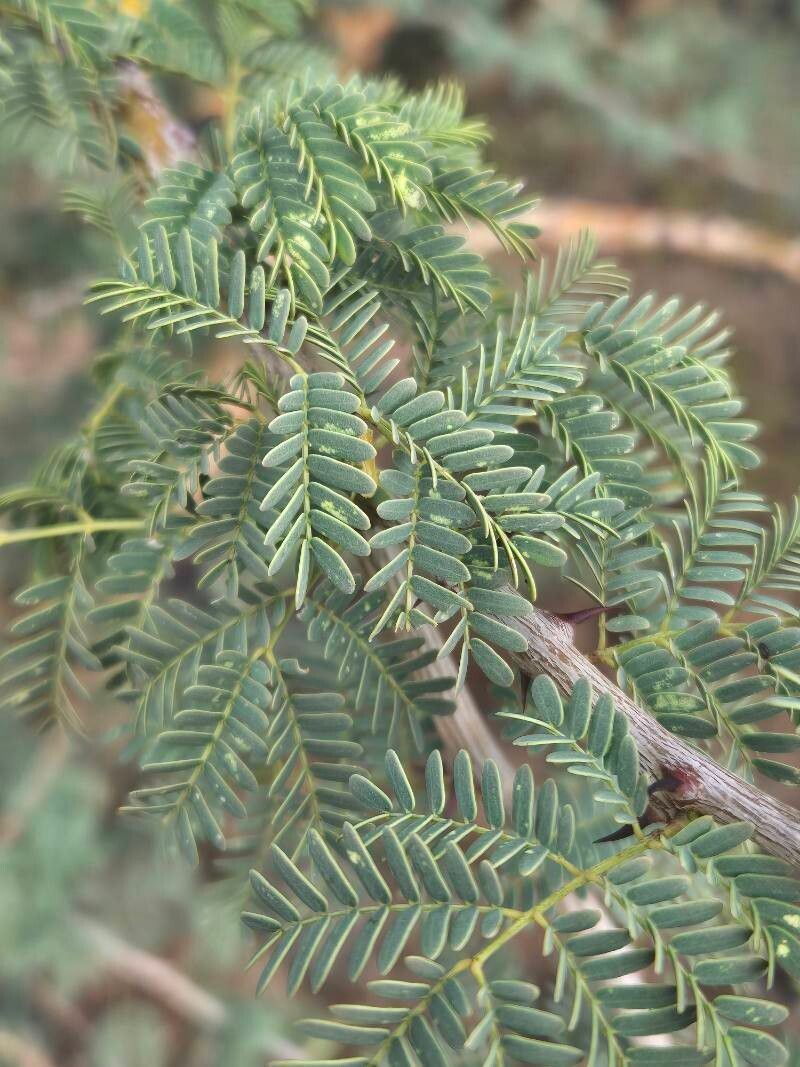 Senegalia thomasii — houseplant care guide