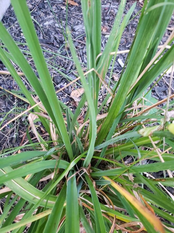 Hemerocallis minor — repeat bloomer houseplant
