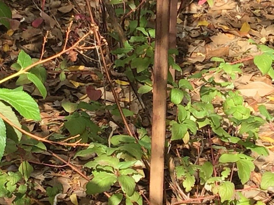 Cornus bretschneideri leaf