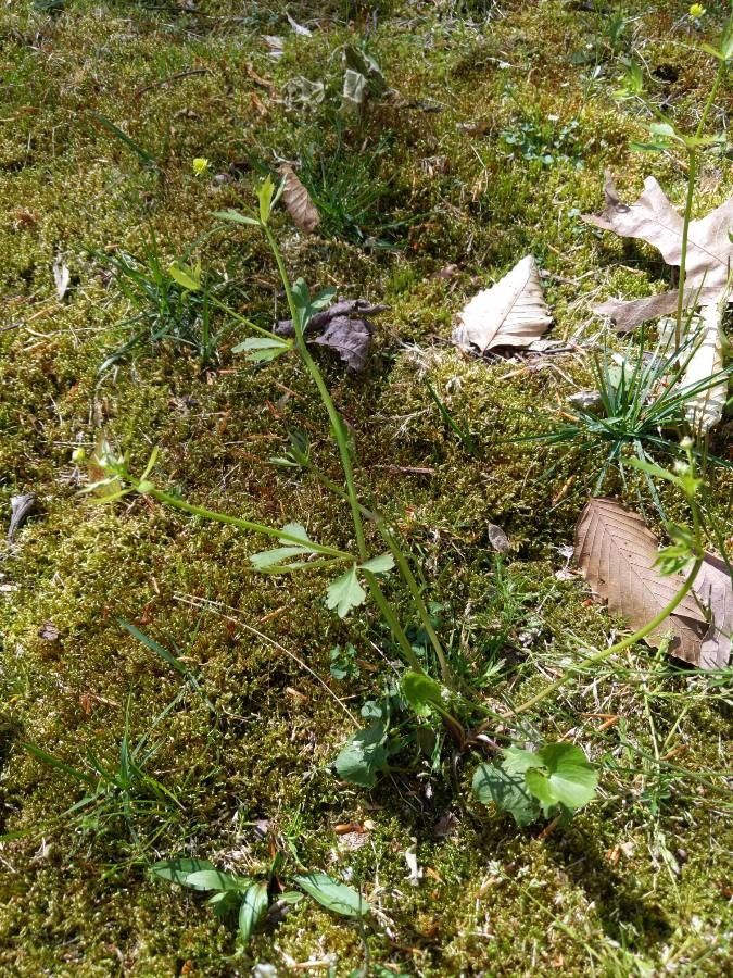 Ranunculus micranthus habit
