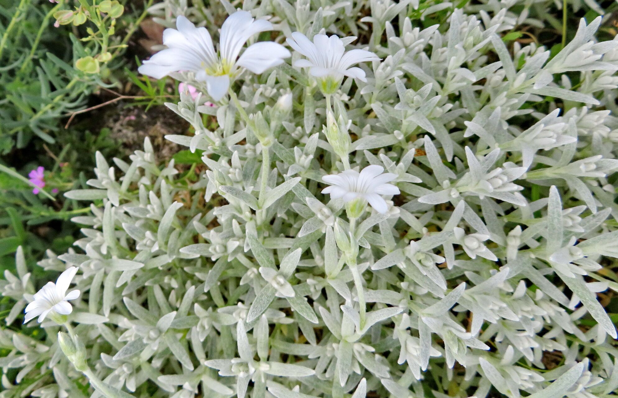 Cerastium candidissimum — search result for 'Cerastium'