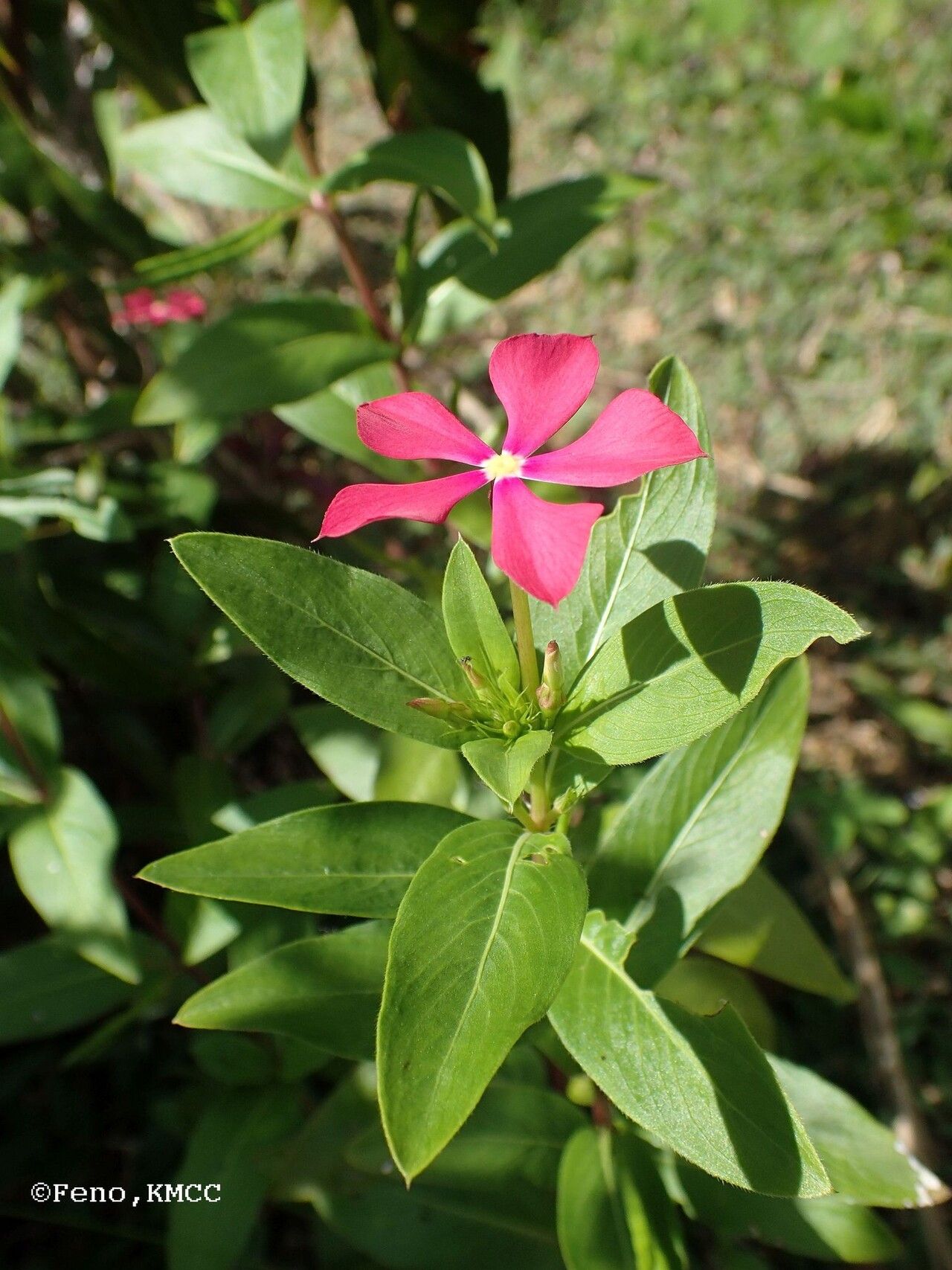 Catharanthus trichophyllus — houseplant care guide