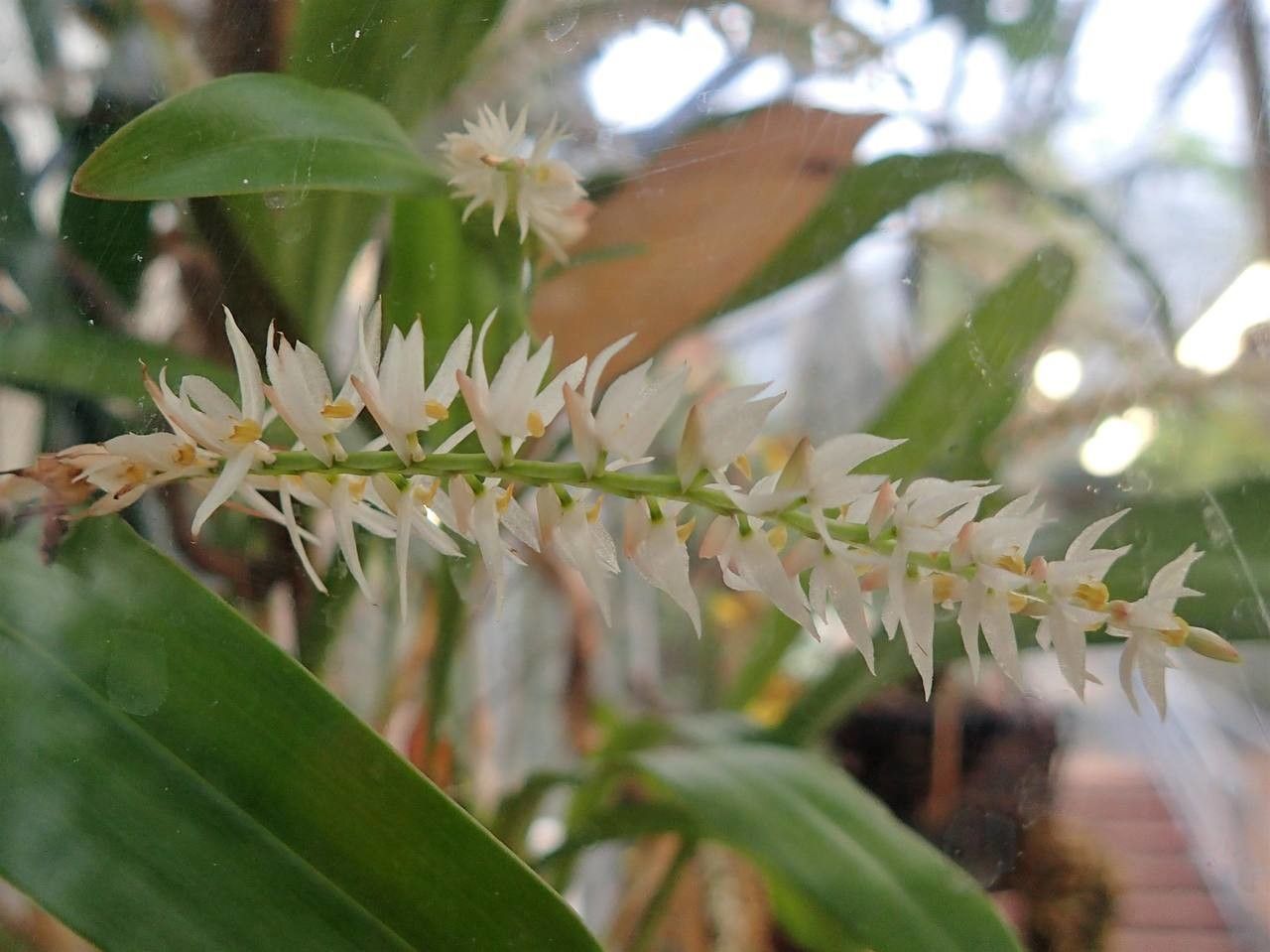 Dendrochilum glumaceum habit