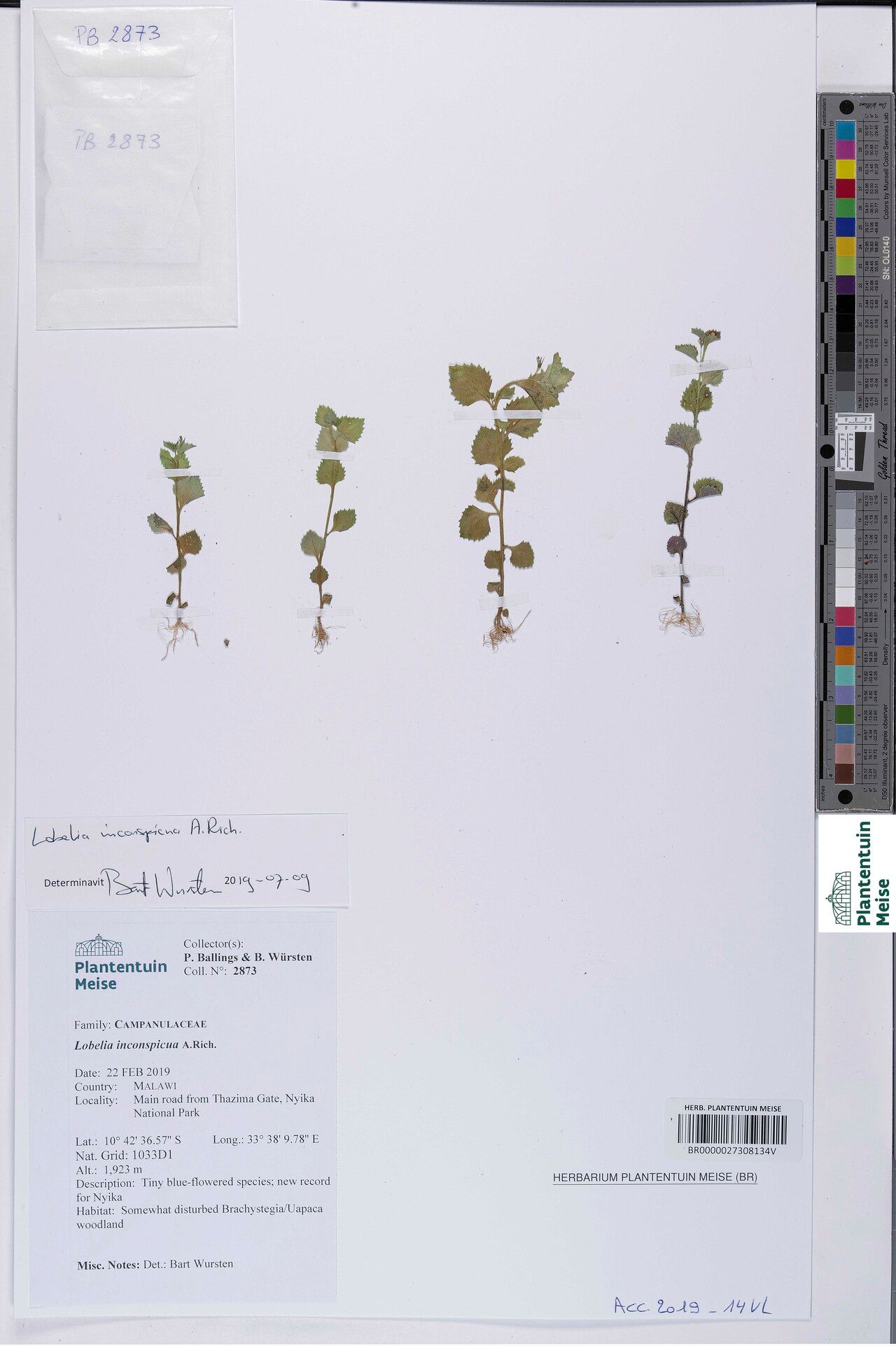 Lobelia inconspicua — houseplant care guide