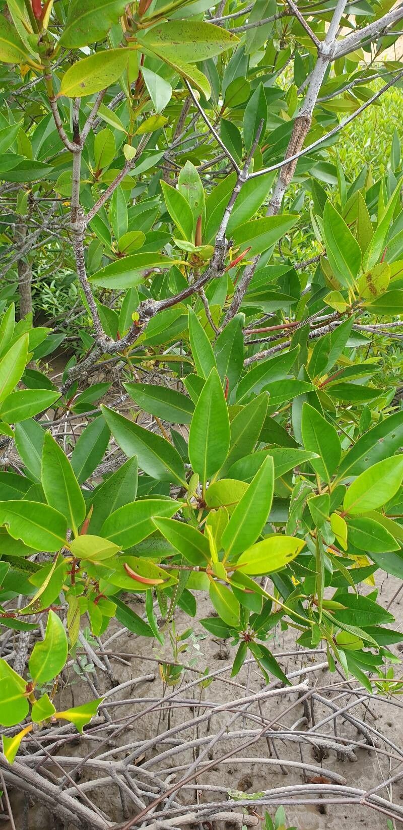 Rhizophora apiculata leaf