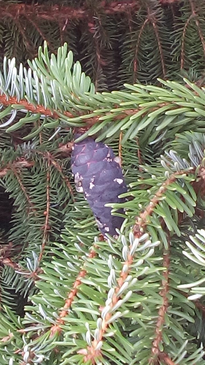 Picea omorika fruit