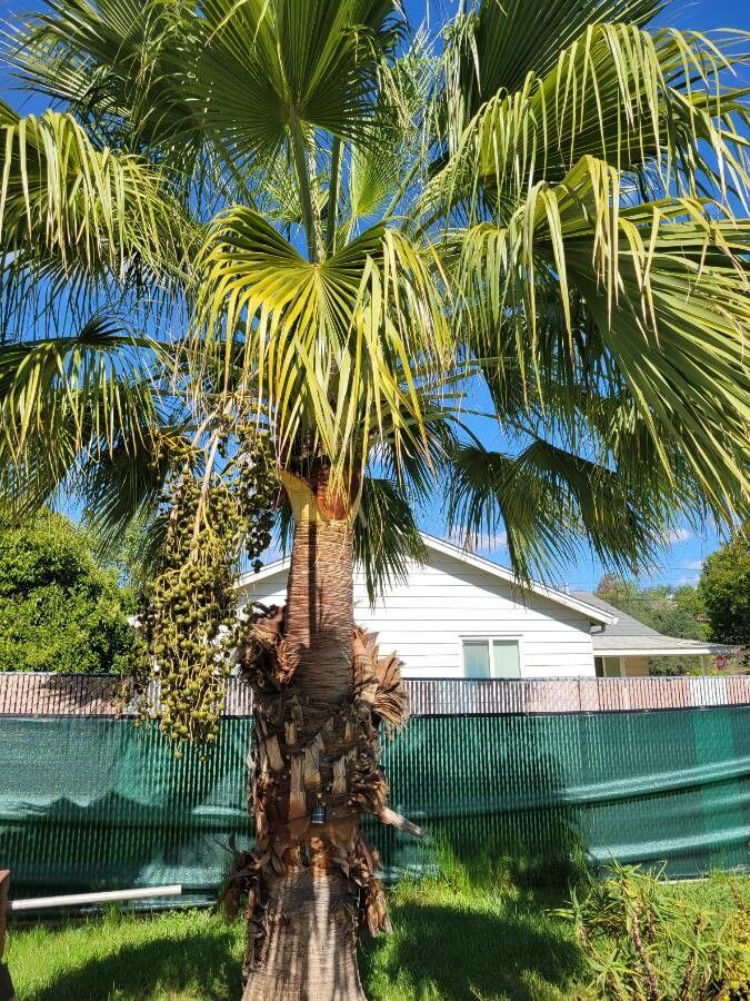 Washingtonia robusta fruit