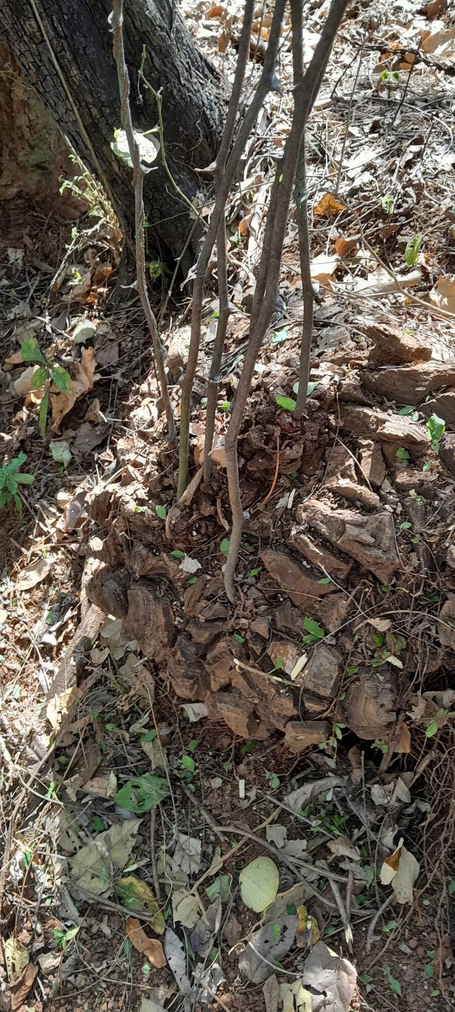 Dioscorea convolvulacea bark