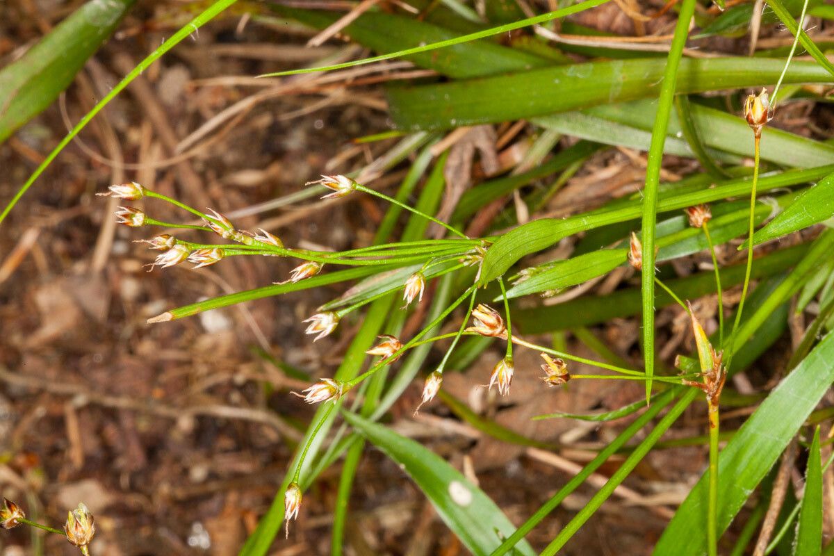 Luzula pilosa flower