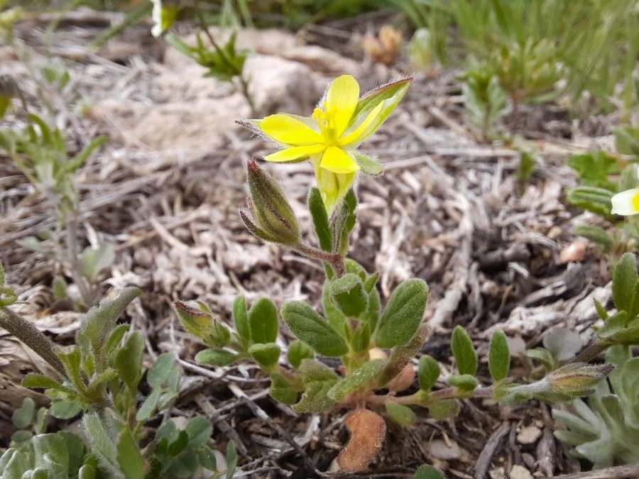Helianthemum salicifolium leaf