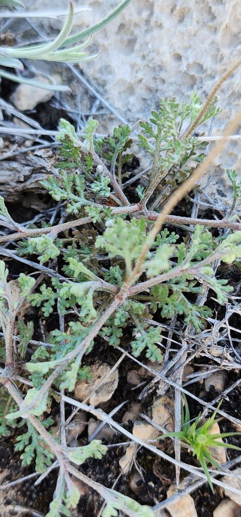 Anthemis odontostephana bark