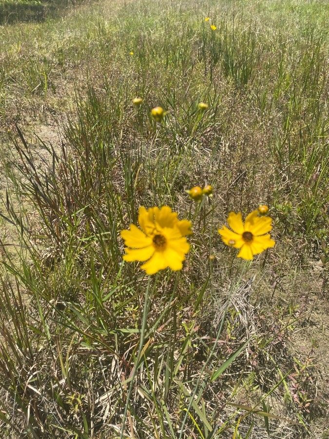 Coreopsis gladiata — houseplant care guide