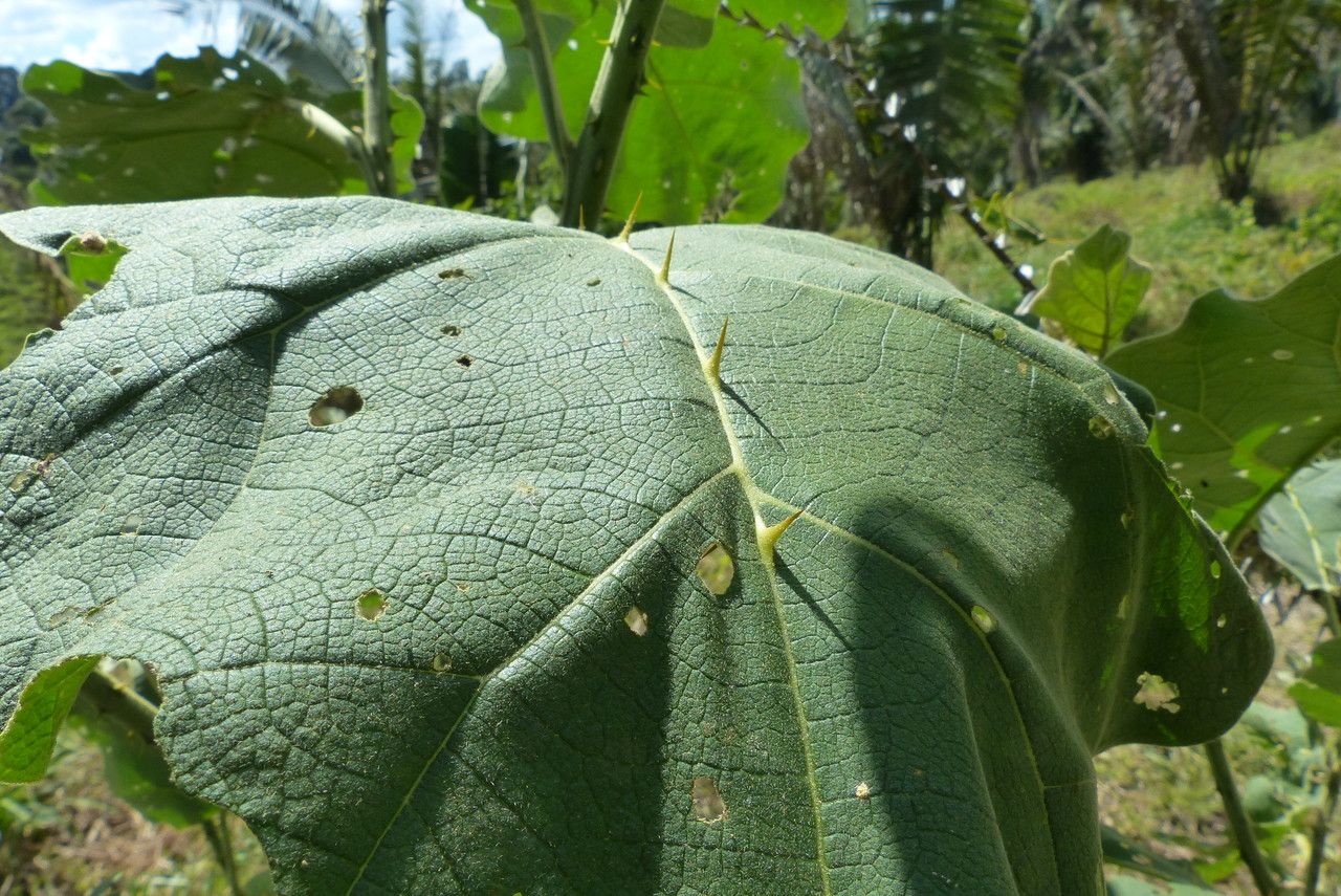 Solanum stramoniifolium leaf