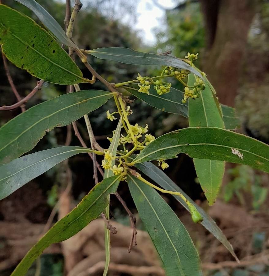 Ocotea acutifolia flower