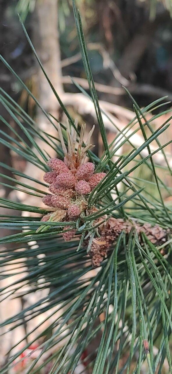 Pinus gerardiana flower