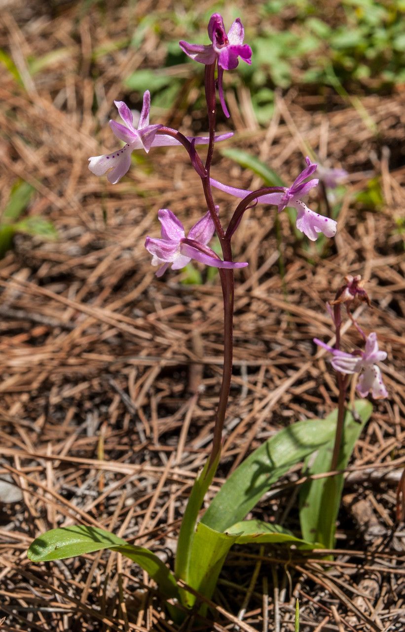 Orchis anatolica habit