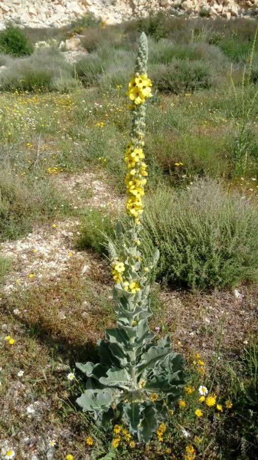 Verbascum giganteum flower