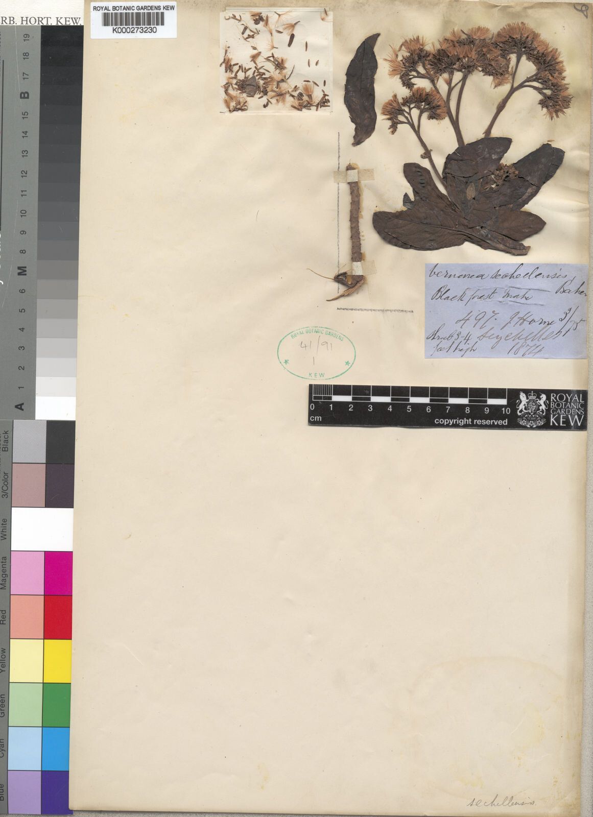 Vernonia sechellensis — houseplant care guide