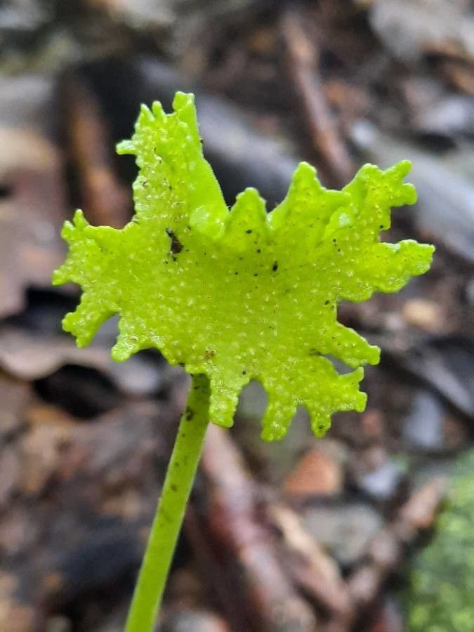 Dorstenia contrajerva flower