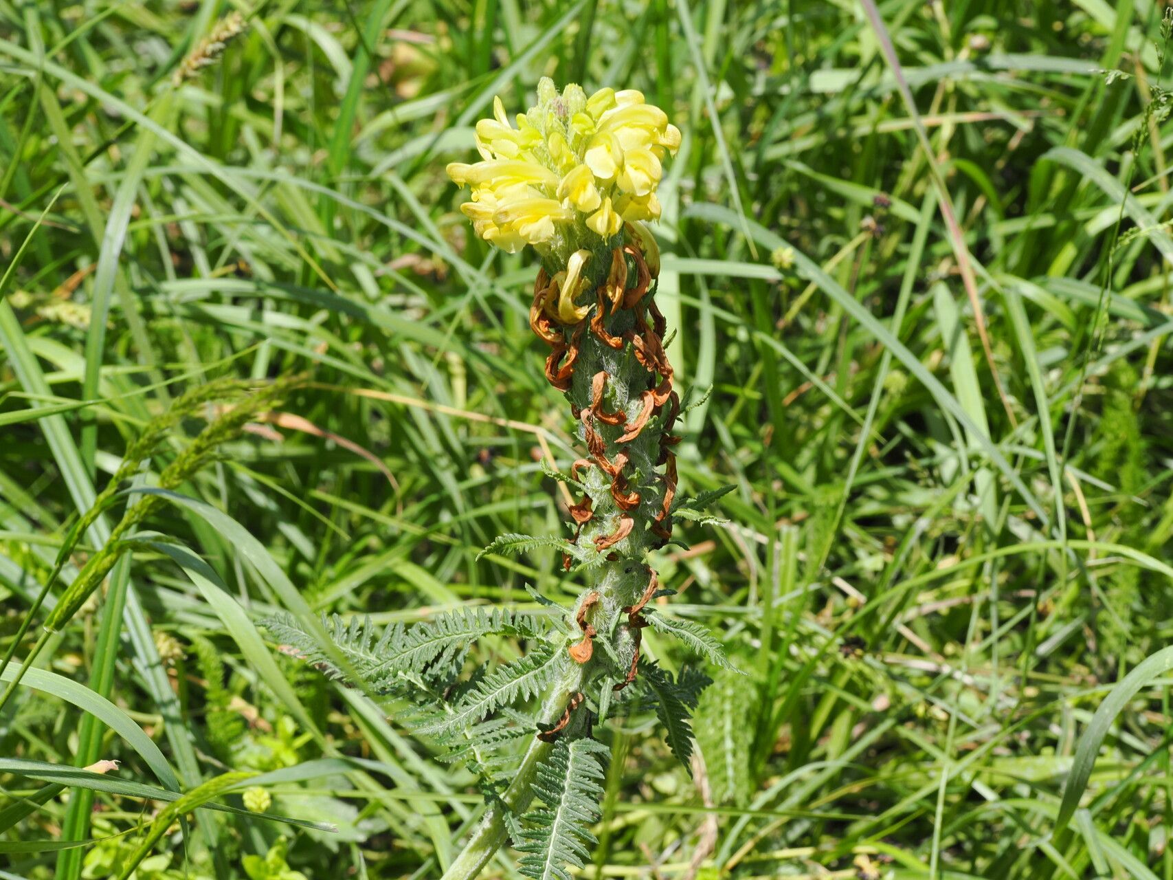 Pedicularis kaufmannii habit