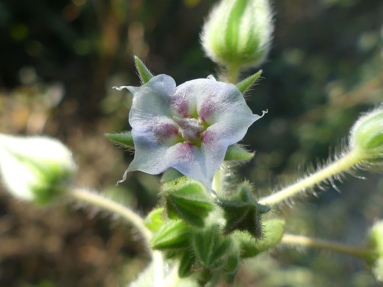 Trichodesma zeylanicum flower