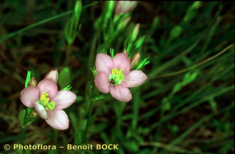Centaurium portense other