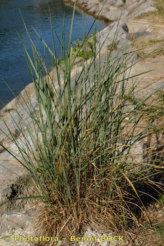 Elytrigia obtusiflora habit