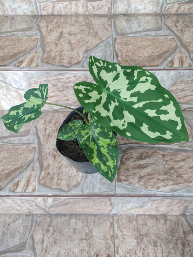 Caladium praetermissum leaf