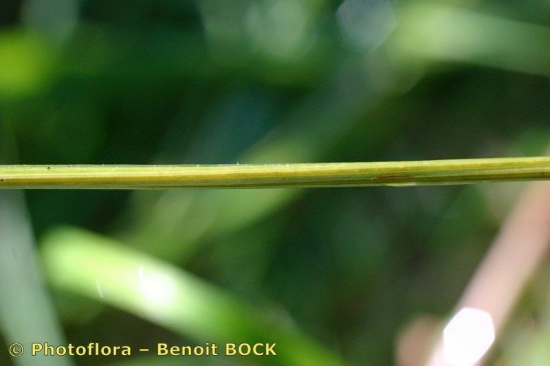 Selinum broteroi bark