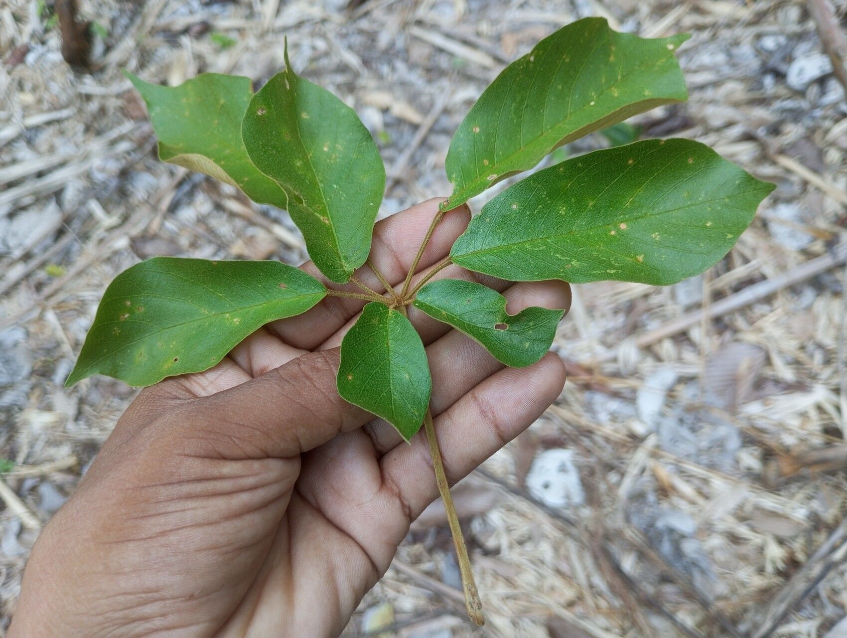 Handroanthus incanus leaf