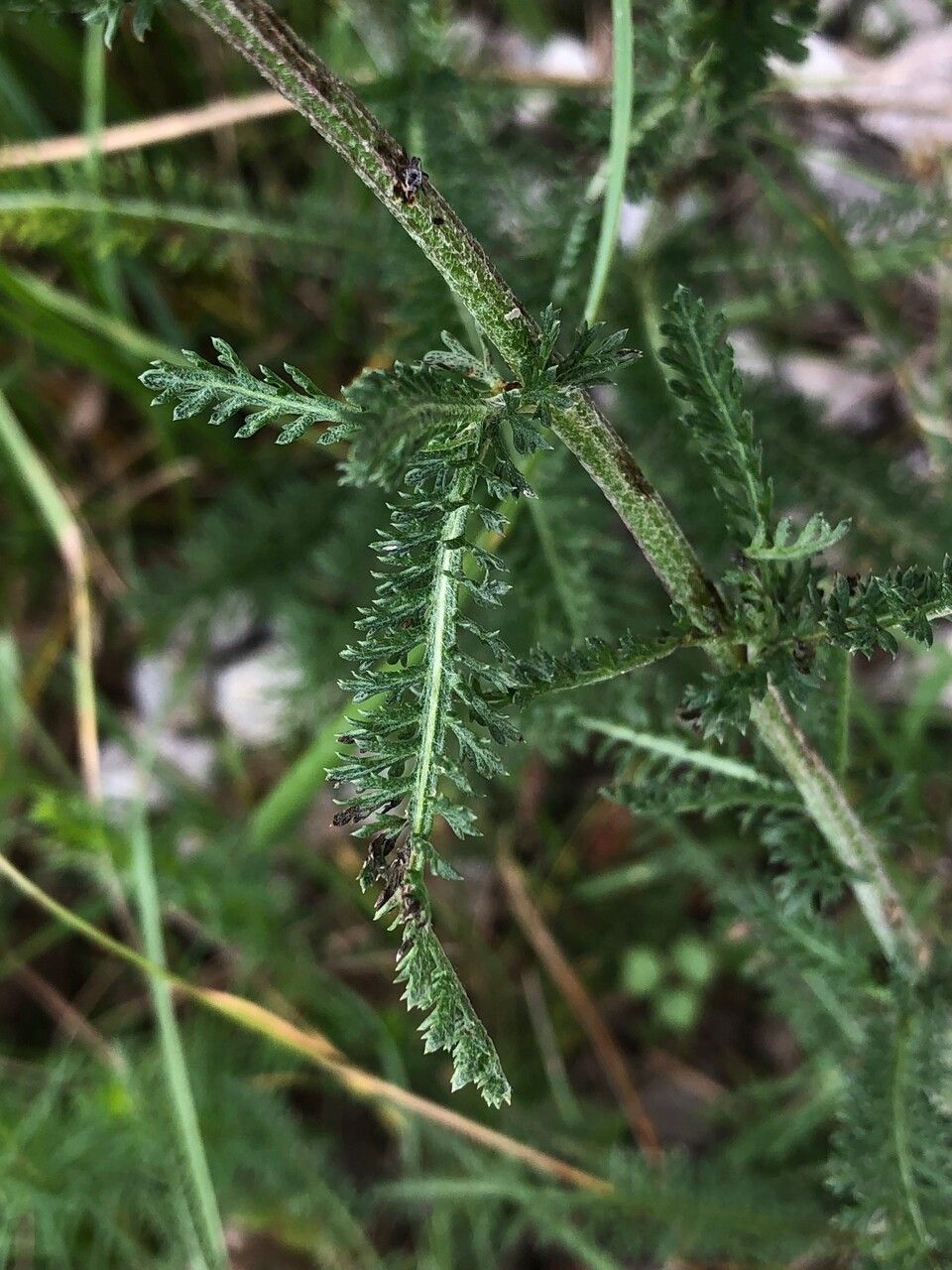 Achillea roseo-alba — search result for 'Achillea'