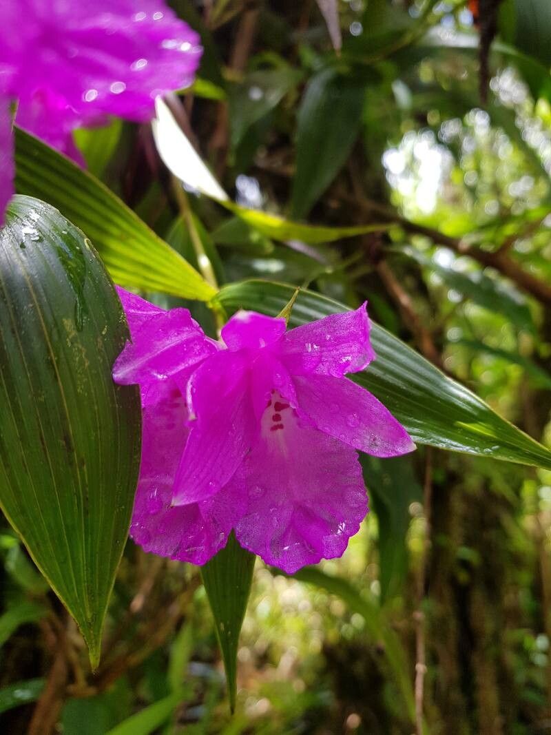 Sobralia amabilis — related species from the same genus