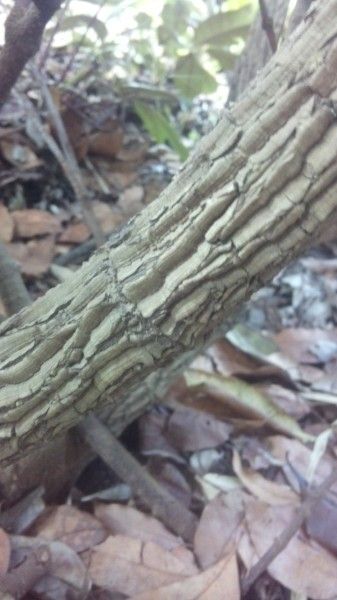 Strophanthus gratus bark