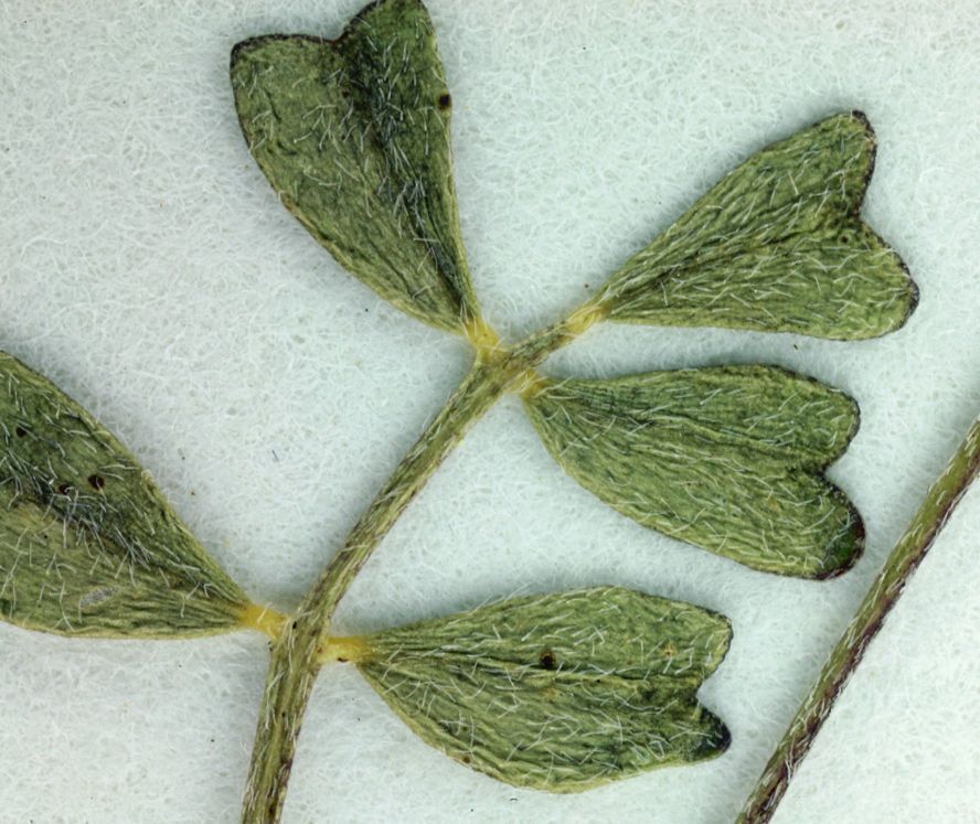 Astragalus pauperculus — houseplant care guide