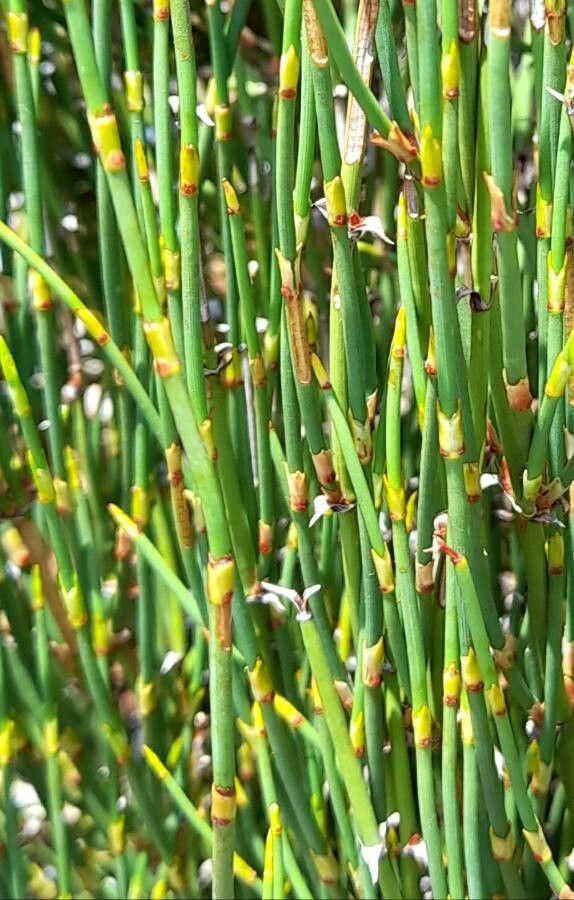Ephedra chilensis leaf